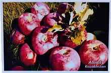 Altyn Adam postcard, Almaty, apples